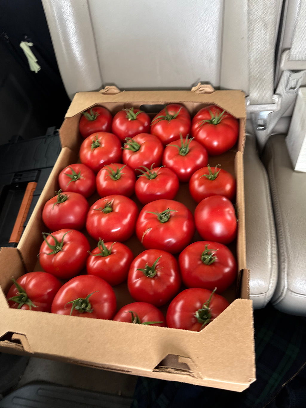 Meadowlark Beefsteak Tomatoes